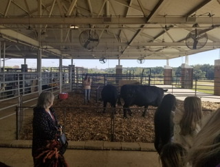 The cattle outside the beef production center at Auburn University