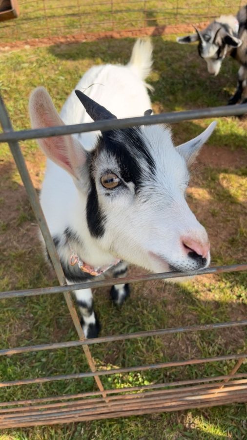 Farm Day Goat